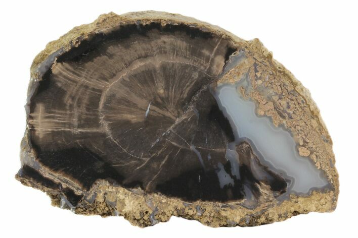 Petrified Wood (Schinoxylon) Slab - Blue Forest, Wyoming #78879